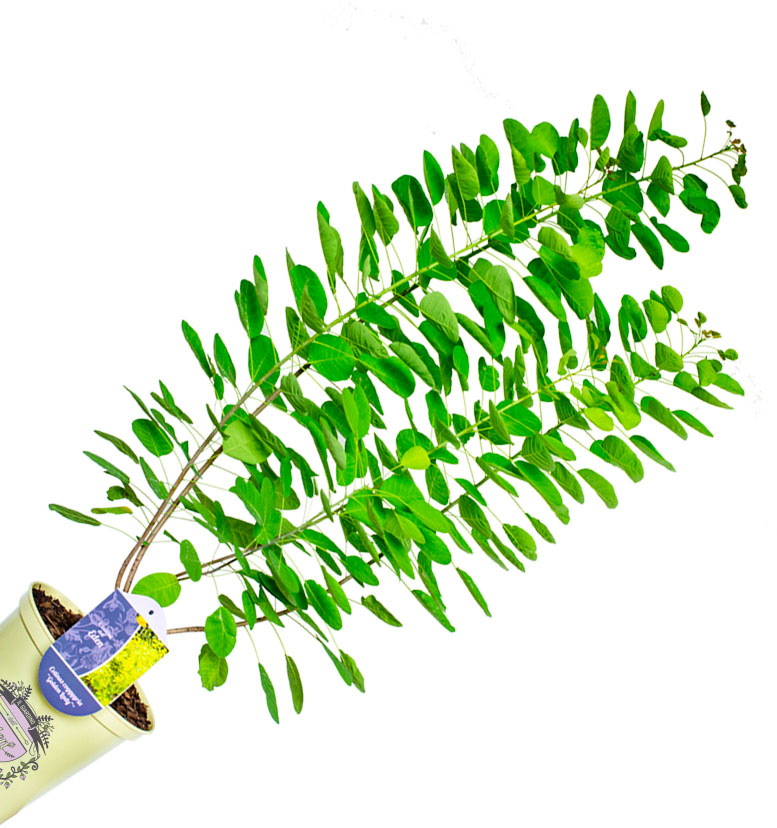 Piante il giardino dell'Eden