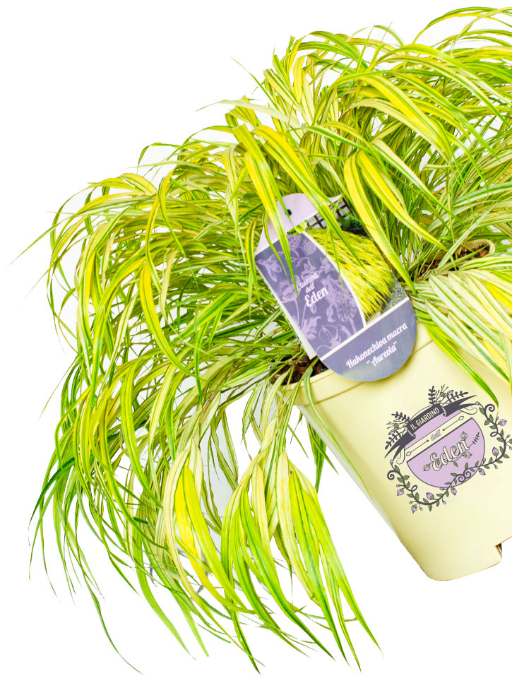 Piante il giardino dell'Eden