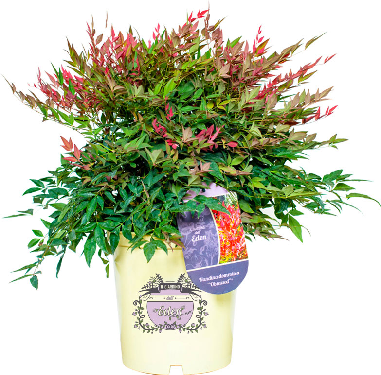 Piante il giardino dell'Eden