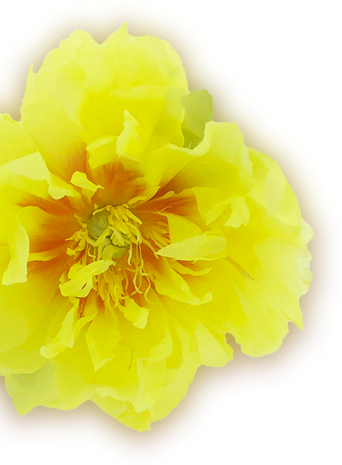 Fiore Incanti di Geisha