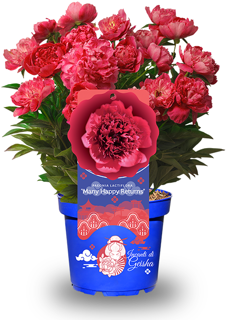 Vaso Incanti di Geisha