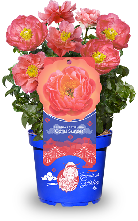 Vaso Incanti di Geisha