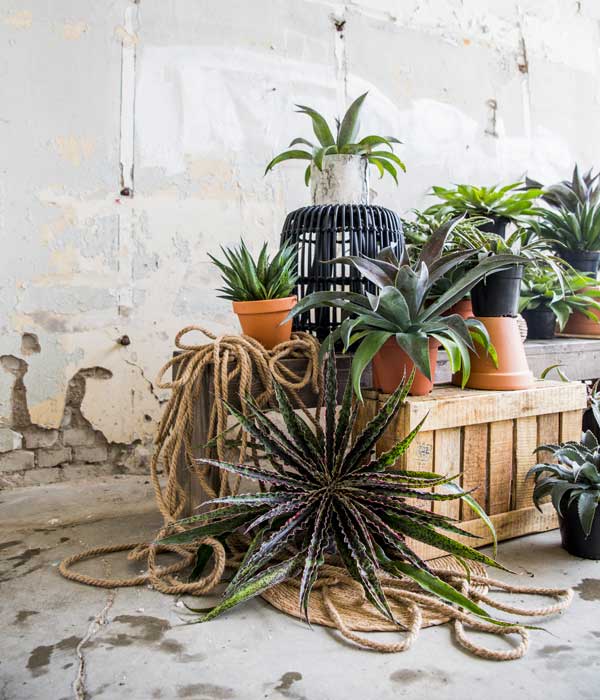 Mangave by Arena Vivai