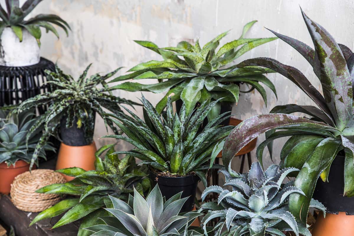 Mangave varie tipologie