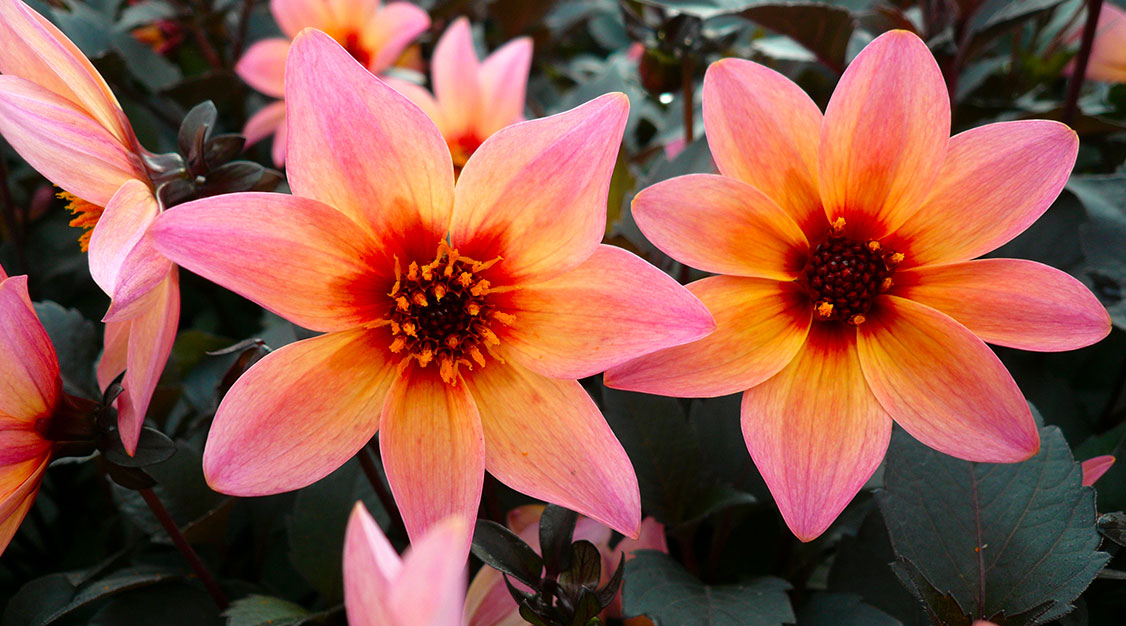 Un format con una decisa personalità