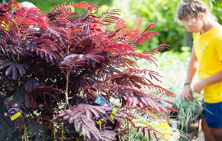 Arena Vivai - il vivaio