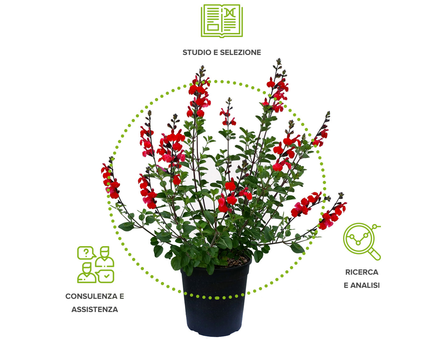 Servizi vivaio Arena Vivai