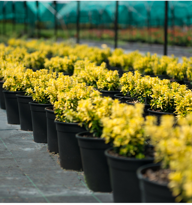 Più di 1000 piante a catalogo