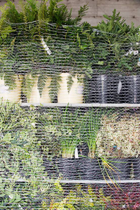 Spedizione piante attenta e veloce